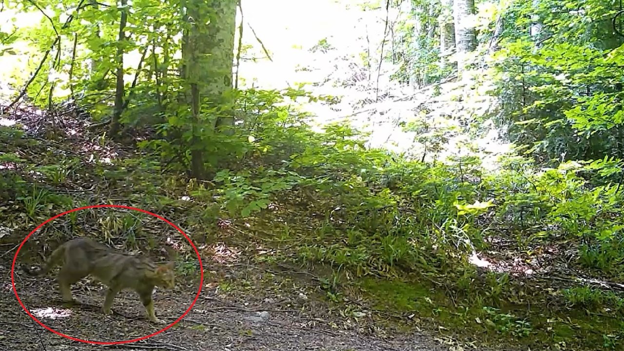 Nesli tehlike alt?ndaki yaban kedisi fotokapanla g?rüntülendi